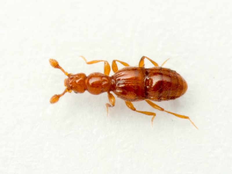 Trimium brevicorne (Reichenbach, 1816)